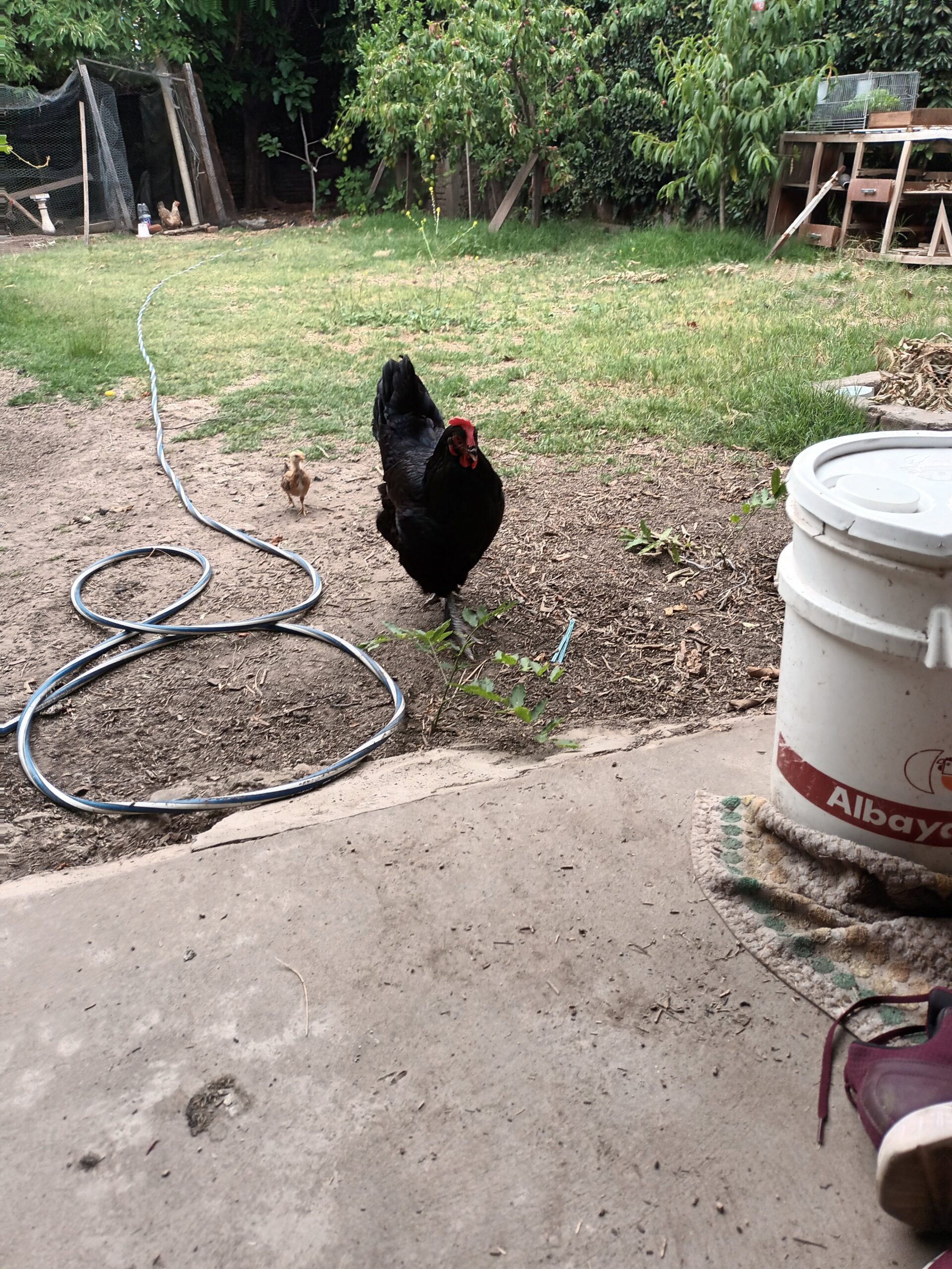 gallina con un pollito