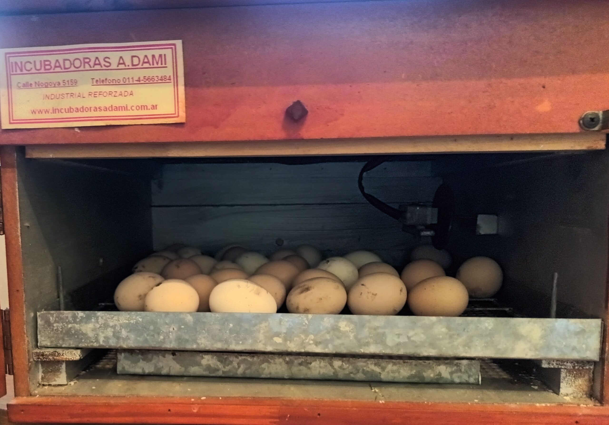 incubadora con huevos de gallinas