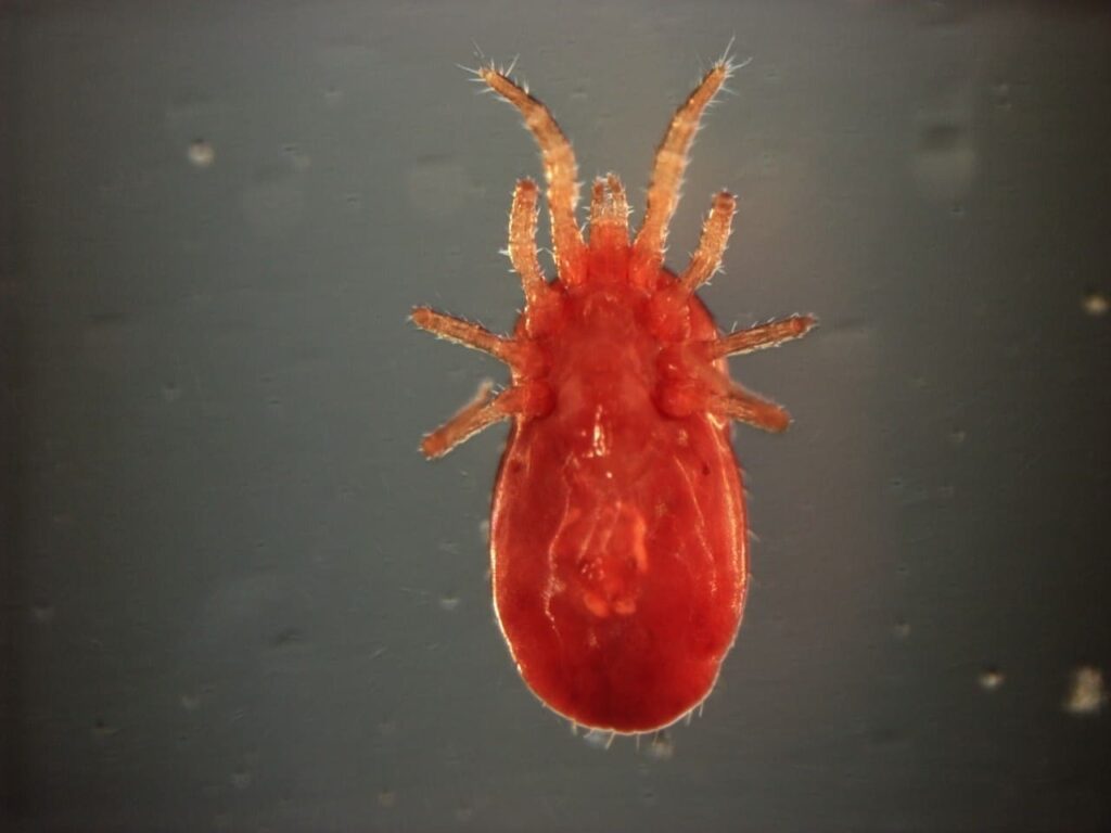 Ácaros rojos. Imagen de microscopio