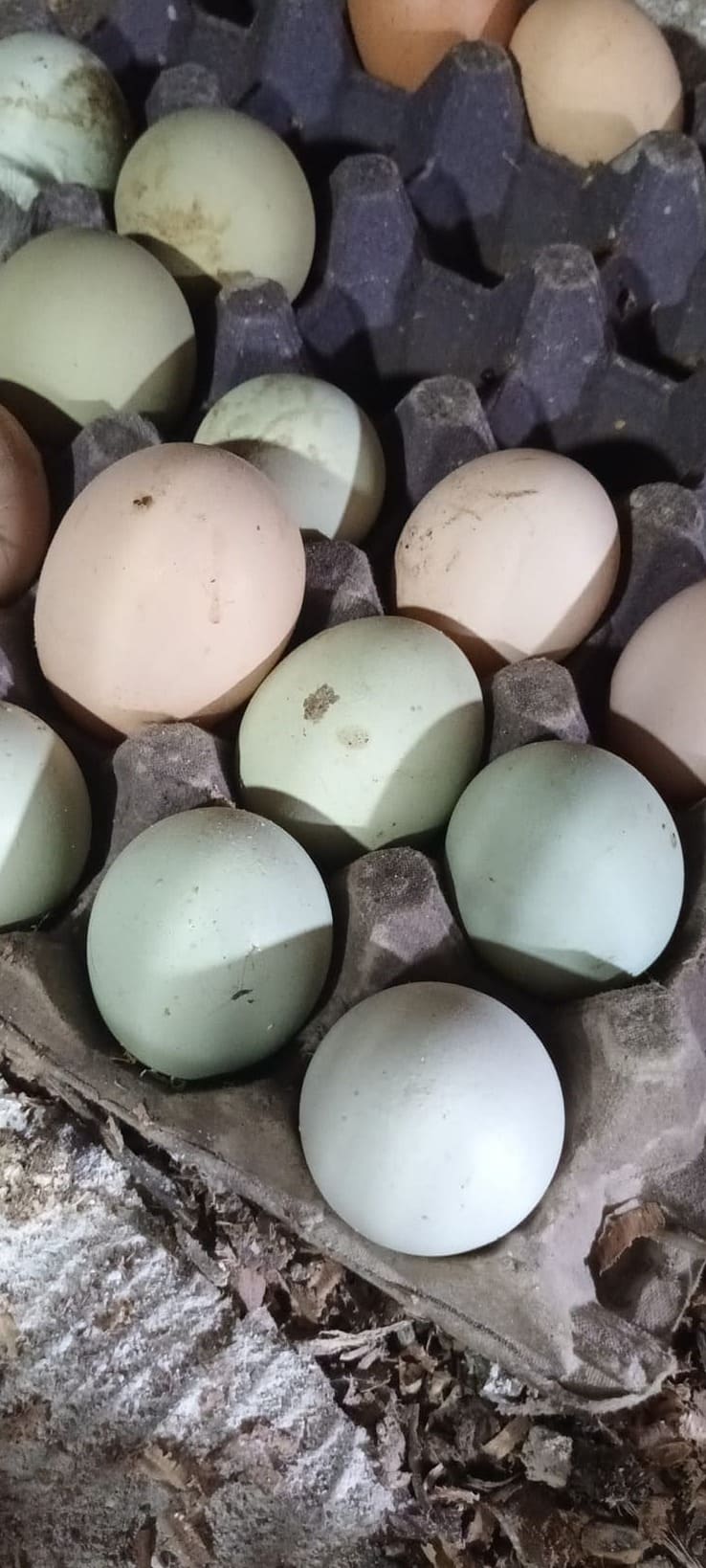 Huevos verdes de gallina araucana